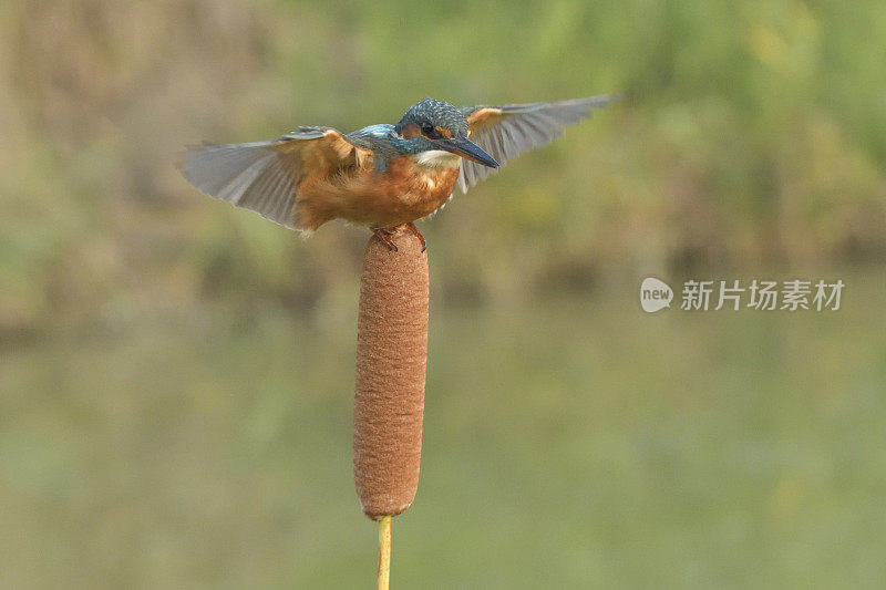 翠鸟在香蒲上(Alcedo atthis)